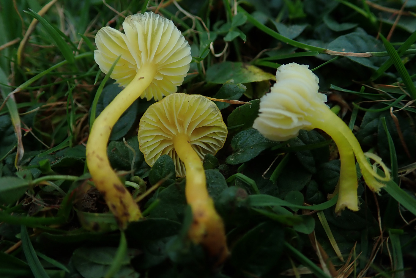 Hygrocybe ceracea by Penny Cullington